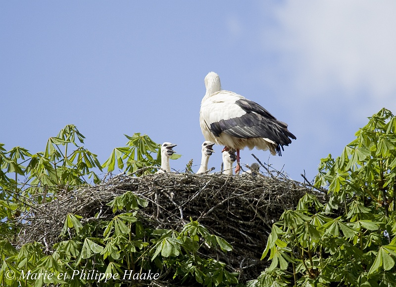 Cigogne 3401_wm.jpg - Cigogneaux réclamant à manger à l'adulte présent au nid. L'autre adulte arrivera quelques minutes plus tard avec de la nourriture, qu'il régurgitera au fond du nid. Les parents se relaient au nid pendant les 20 premiers jours de vie des cigogneaux, ensuite, ils les laissent seuls au nid et partent tous les deux chercher de la nourriture pour les jeunes affamés. (Munster, Alsace, France, avril 2008)